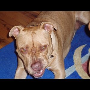 Meet your Posher, Miles